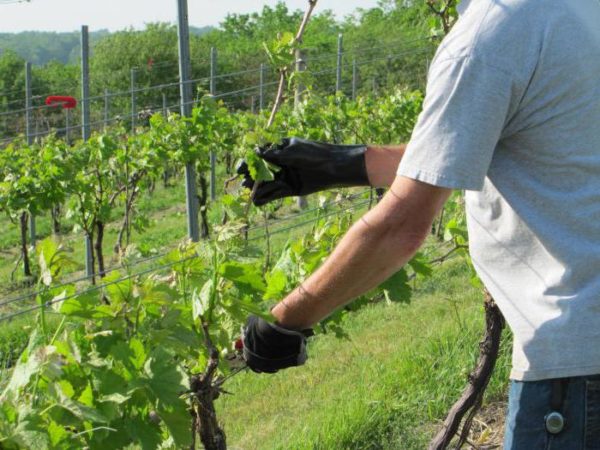  Summer pruning grapes