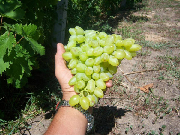  Sowing variety century