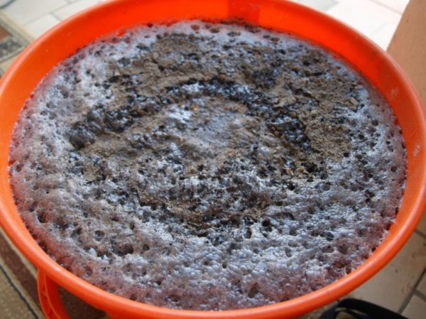  Preparato per lievito pronto al pane