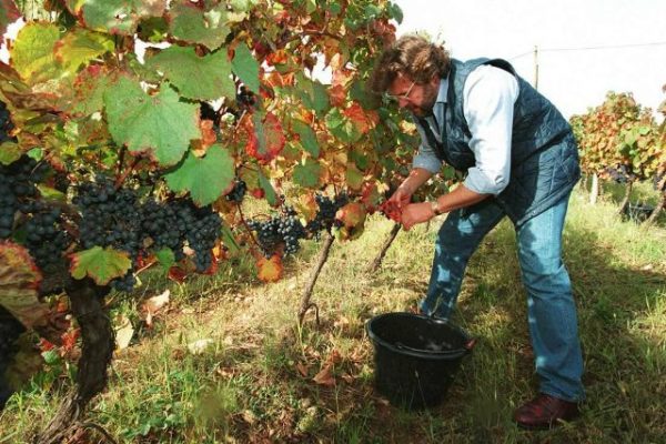  Grape Harvesting