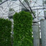  Aeroponia vertical