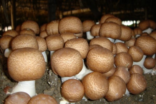 Cultivation of white mushrooms