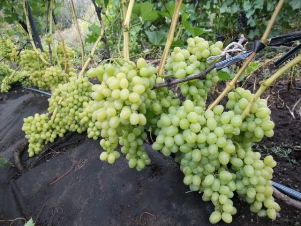 Arcadia grapes in the garden