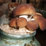  White mushroom
