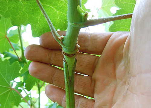  Summer inoculation of lowland grapes
