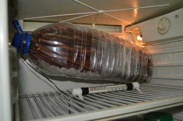  Storage of grapes in the refrigerator