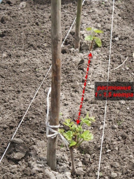 Scheme of planting grapes Timur