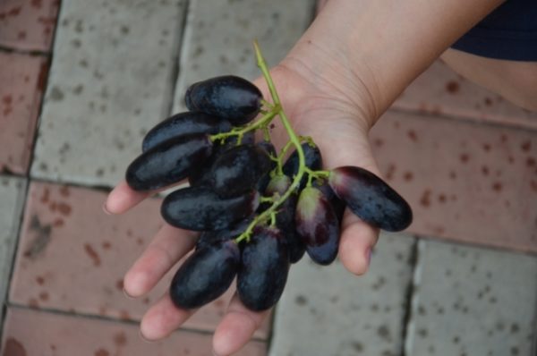  Berry grape varieties great on the palm closeup
