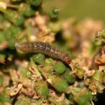  Biennial grape leafworm