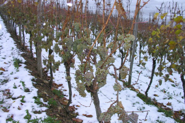  grapes do not cook for winter