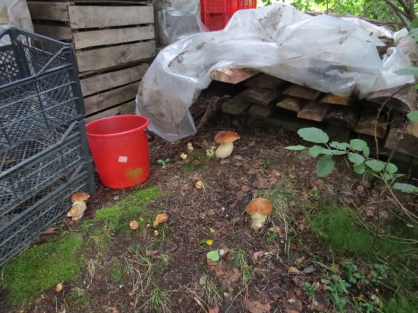  Mushrooms will grow in the garden if you choose the right place