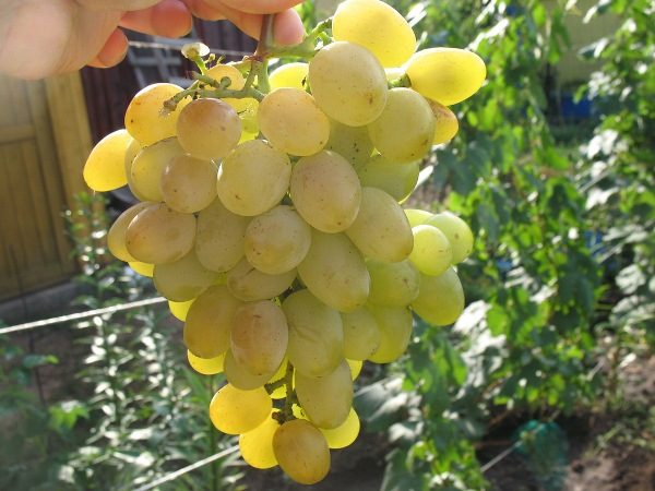  Bunch of Grapes Delight