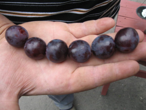  Roshfort grapes on the palm closeup