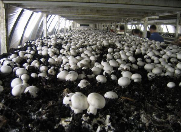  Cultivo de setas en invernadero.