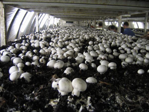  Growing mushrooms in the greenhouse