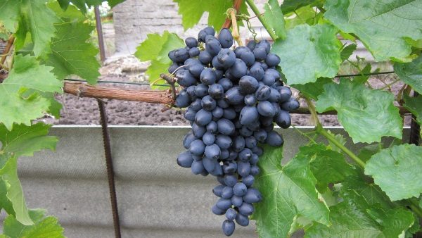  Grapes grade Nadezhda Azos