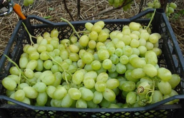  Uvas colhidas lora e pronto para o transporte