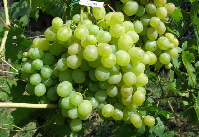  Grapes cache