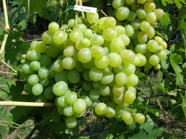  Grapes cache