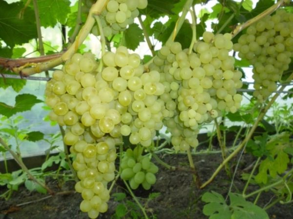 Raspberry grape variety 342 on a bush