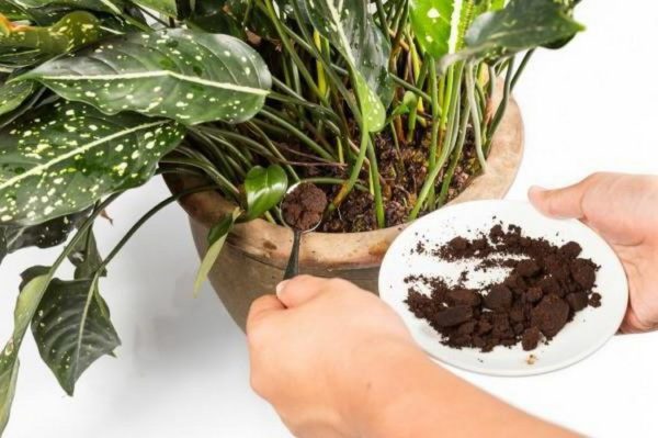  La cafetera también puede alimentar las flores de la habitación.