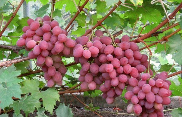  Mid-grade grape Anyuta