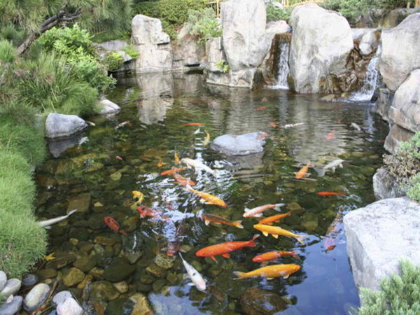  fish pond