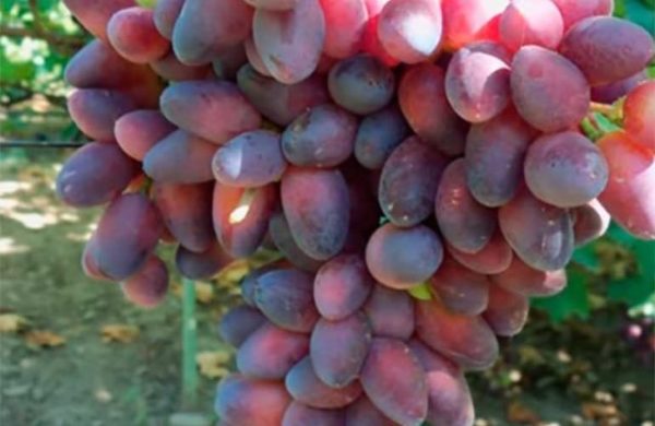  Grape berries pretty beauty closeup