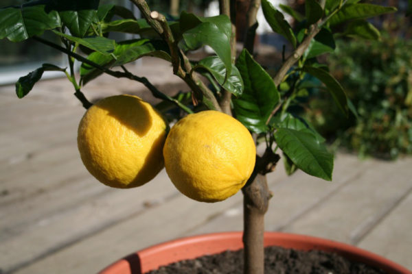 Correct fertilizer and fertilizing
