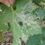  Downy mildew