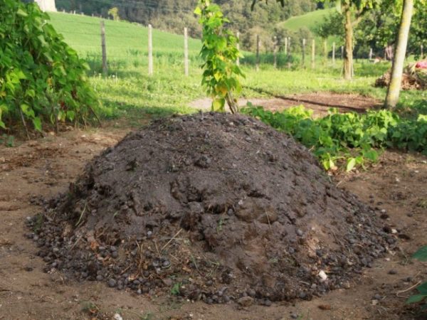  Împrăștierea gunoiului de cai