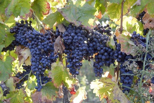  Grape variety Merlot