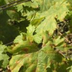  Mildew