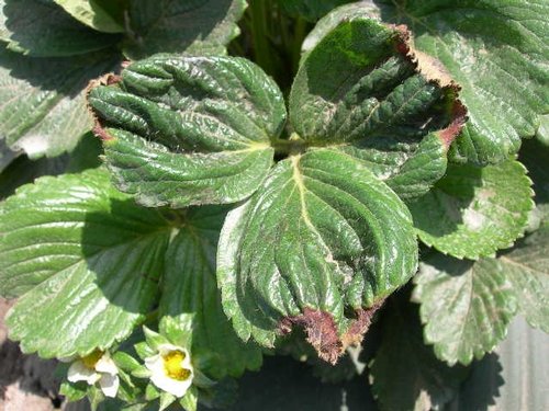  Leaf curl may indicate potassium deficiency.