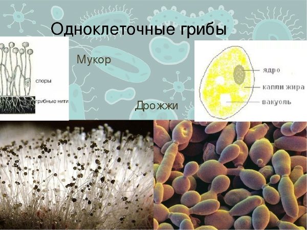  Unicellular Mushrooms (Yeast)