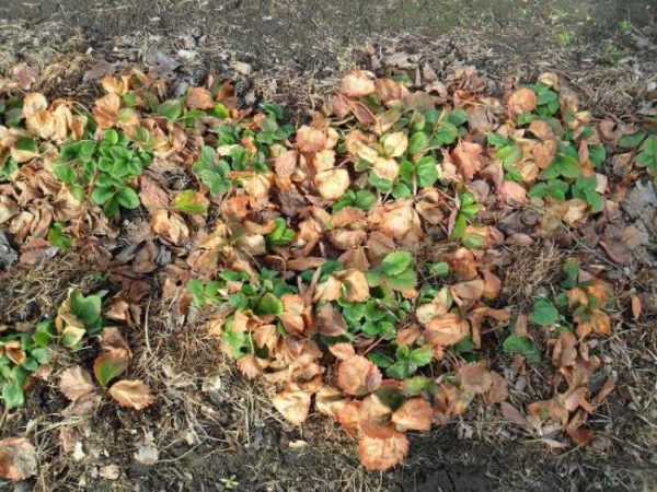  Feed for strawberries