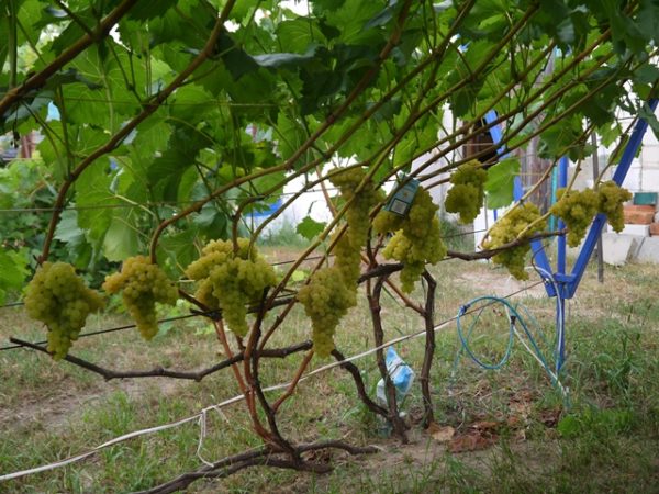  First harvest on a three-year-old vine