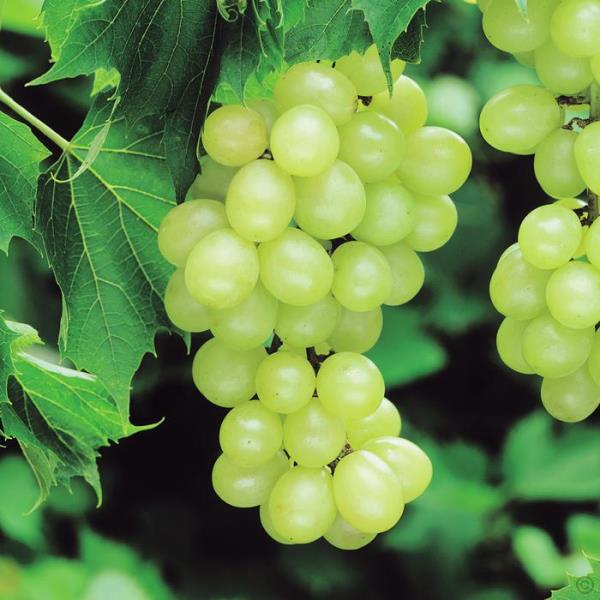  Pinot blanc