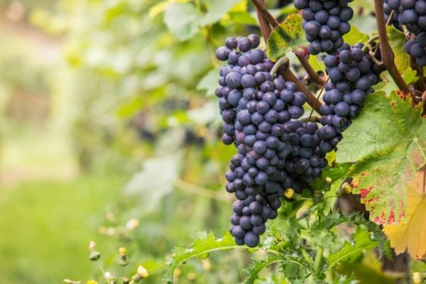  Pinot noir