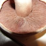  Plate Hymenophore