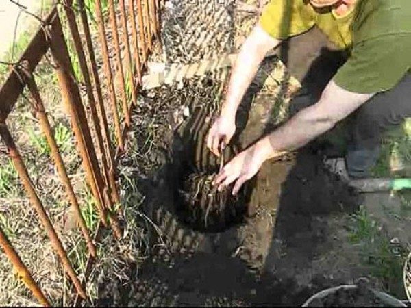  Planting maiden grapes can be made both in spring and autumn