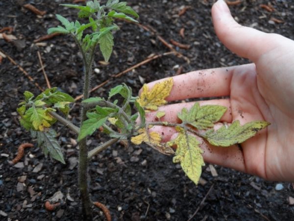  Yellowing leaves