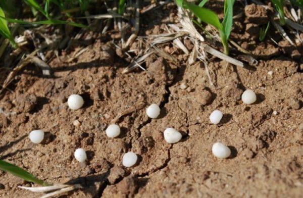  Se agrega urea en primavera