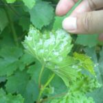  Signs of defeat grapes tick