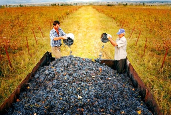  Harvest grape variety beauty
