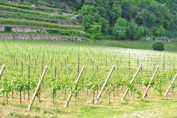 Chardonnay vine.