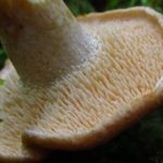  Spiny Hymenophore