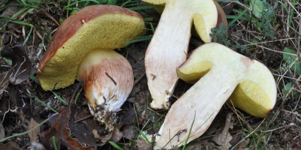  Hat mushroom in the cut