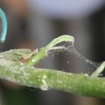  Garden spider mite