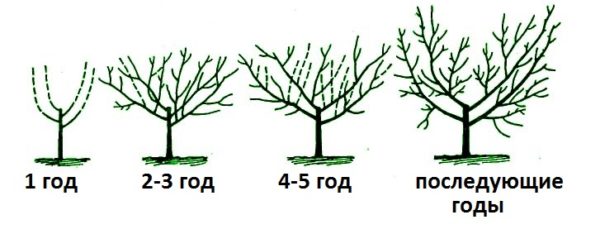  Bowl Pruning